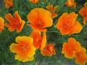 California poppy, california poppy, poppy seed, Uses of Californian poppy , Eschscholzia californica, herbs for health